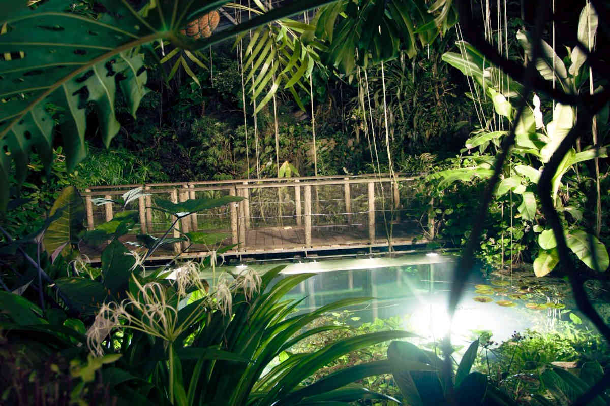 The “Fata Morgana” greenhouse invites you to take a walk through the dark jungle